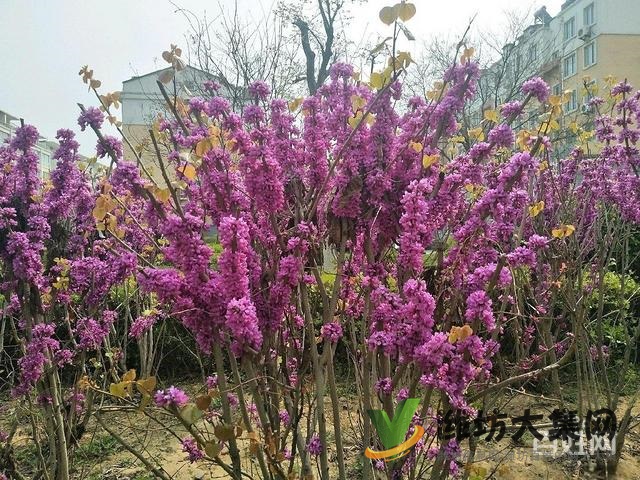 总价低,经济实惠,佳乐家旁好房