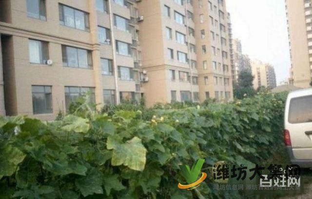 《恒信无虚假》紫瑞园151平H户型,客厅朝阳户型,