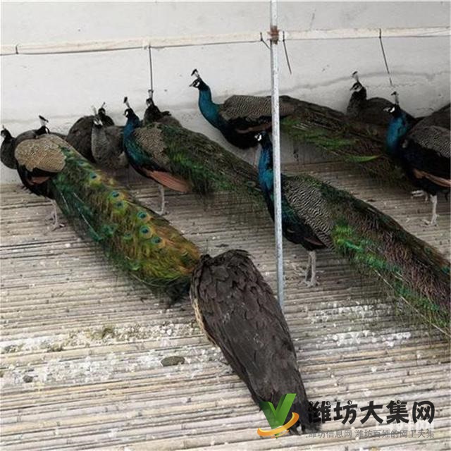 潍坊奎文孔雀养殖场出售成年蓝孔雀价格
