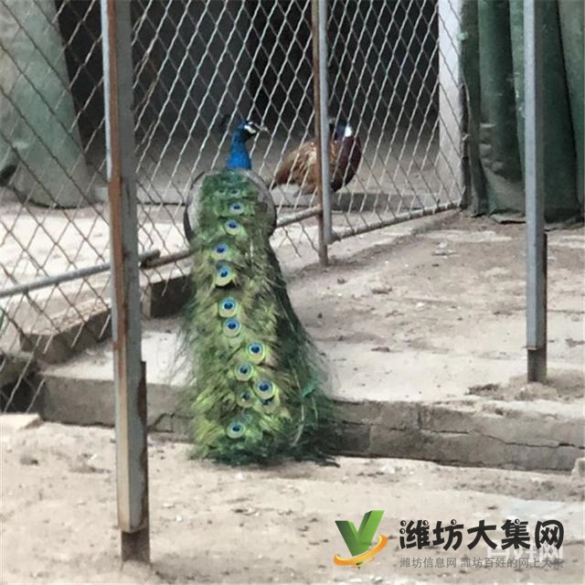 水禽 出租 租赁观赏展览动物    万合大型珍禽养殖基地是国内大型的