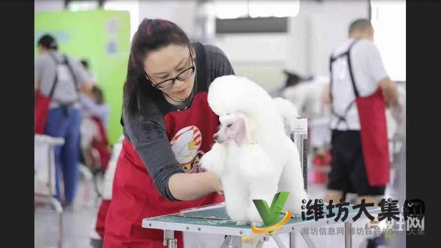 一诺宠物美容师培训学校,免费试学,让你赢在起跑线
