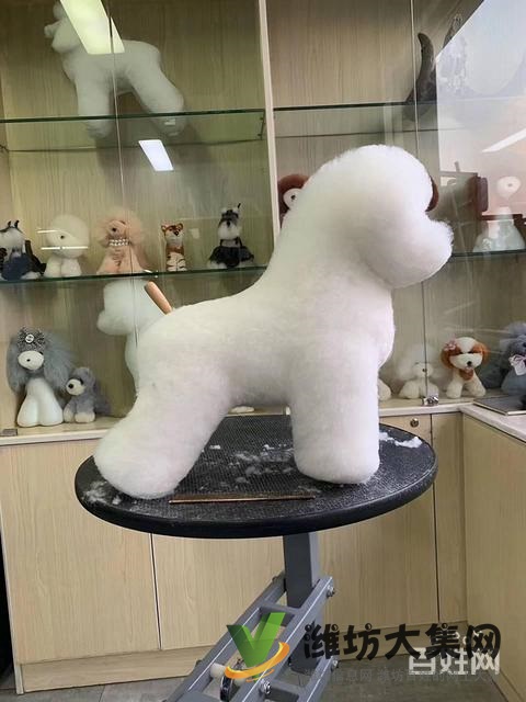 一诺宠物美容师培训学校,免费试学,让你赢在起跑线