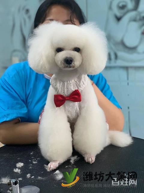 一诺宠物美容师培训学校,免费试学,让你赢在起跑线