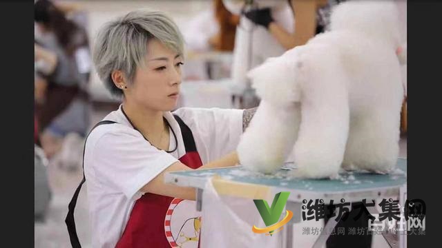 一诺宠物美容师培训学校,免费试学,让你赢在起跑线