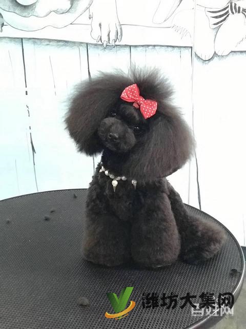 一诺宠物美容师培训学校,免费试学,让你赢在起跑线