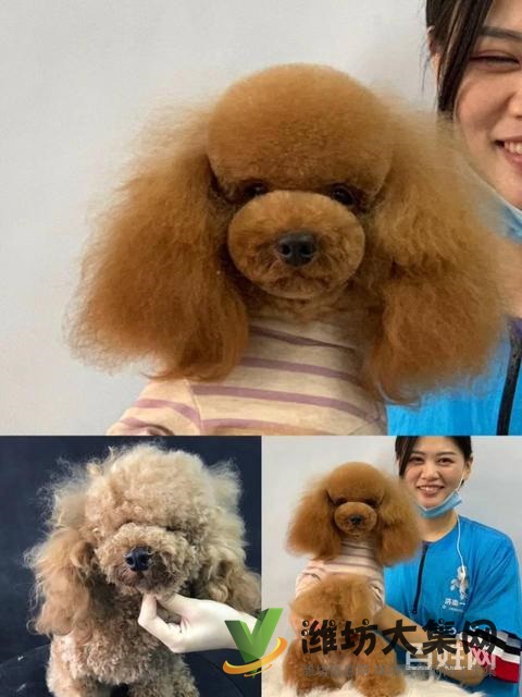 一诺宠物美容师培训学校,免费试学,让你赢在起跑线