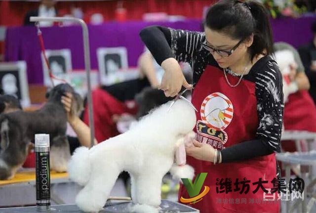 一诺宠物美容师培训学校,免费试学,让你赢在起跑线