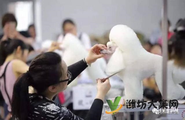 一诺宠物美容师培训学校,免费试学,让你赢在起跑线