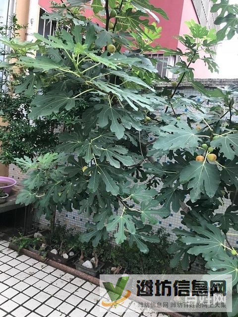 白浪河畔 上河园 多层二楼 精装修 带地下室110平 无 税