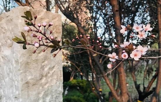 潍坊：春游盛宴 潍城做出这些“特色菜”