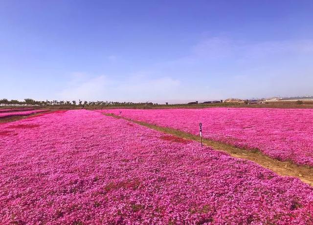 最新：潍坊32家恢复开放景区名单公布 清明踏春看这里附优惠政策